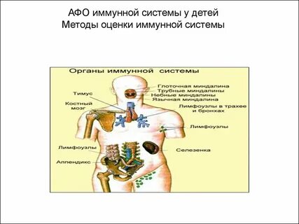 Иммунная система у детей