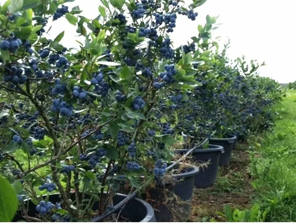 Плодовое царство. Голубика Садовая. Голубика Садовая куст. Голубика Садовая крупномеры. Голубика высокорослая "Bluecrop" (Блюкроп).