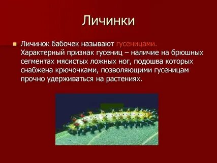 Личинка значения