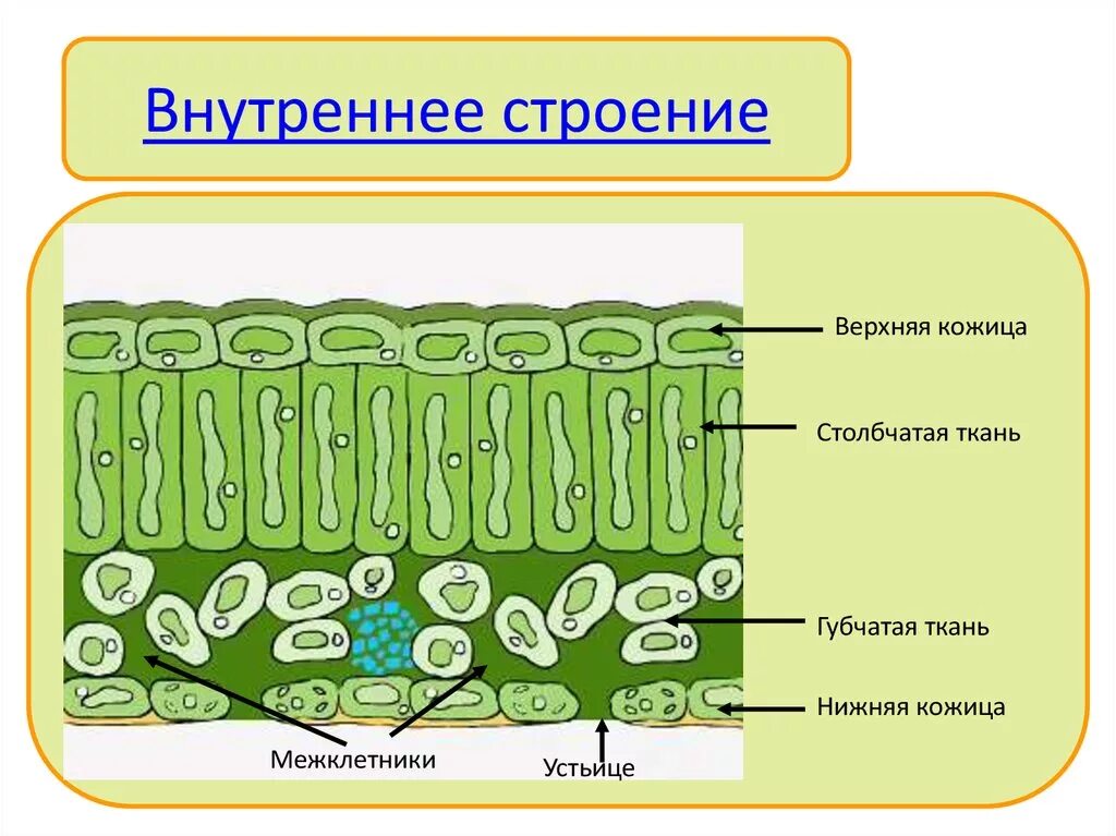 Слой клеток листа. Столбчатая и губчатая ткань. Строение клеток столбчатой ткани листа. Столбчатая и губчатая основная ткань. Межклетники губчатой ткани листа заполнены.