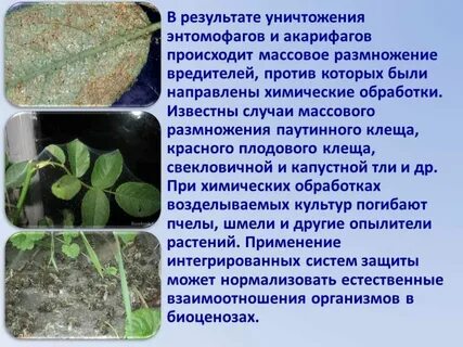 Массовые заболевания растений называются