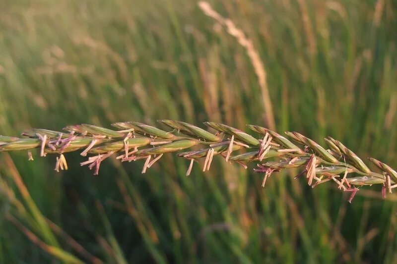 Как выглядит пырей. Пырей ползучий. Пырей соцветие. Семена пырея Elytrigia repens. Зерновка пырея Elytrigia repens.