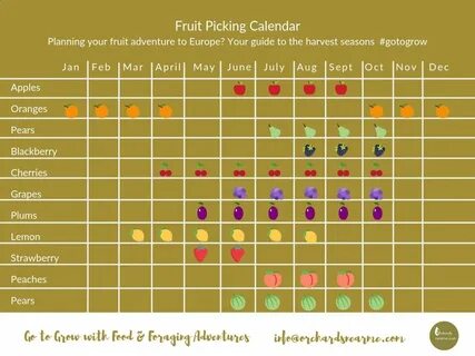 Pick fruit перевод