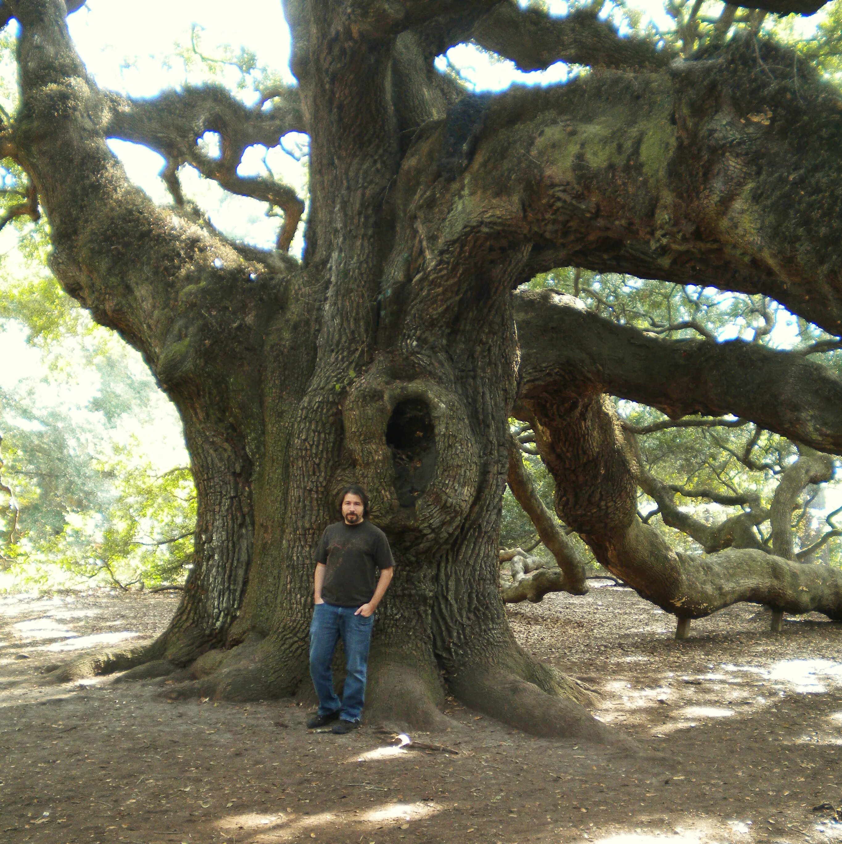 Kate tree