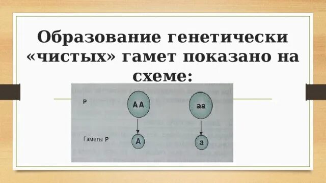 Генетически чистые линии. Закон чистоты гамет схема. Образование чистых гамет. Схема образования генетически чистых гамет. Гипотеза чистых гамет.