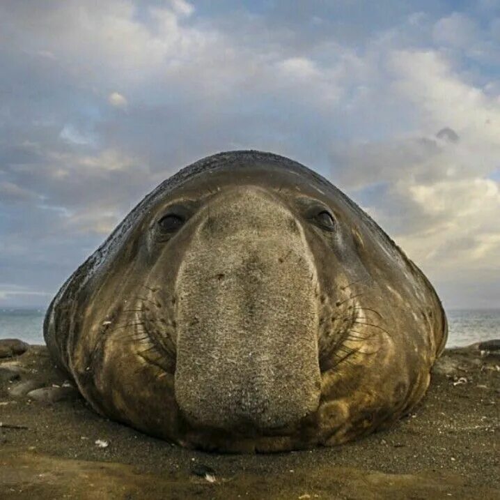 Ластоногие морской слон. Тюлень Южный морской слон. Южный морской слон Mirounga Leonina. Южный морской слон детеныш.