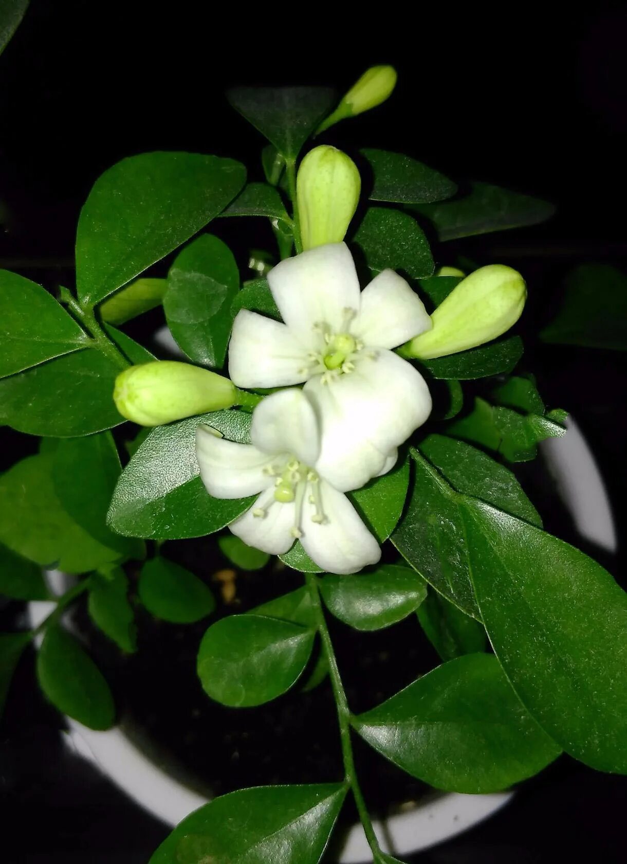 мурайя цветок. комнатное растение мурайя уход. мурайя метельчатая. мурайя королевская. мурайя цветок.