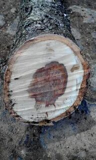 Дерево высохла что делать