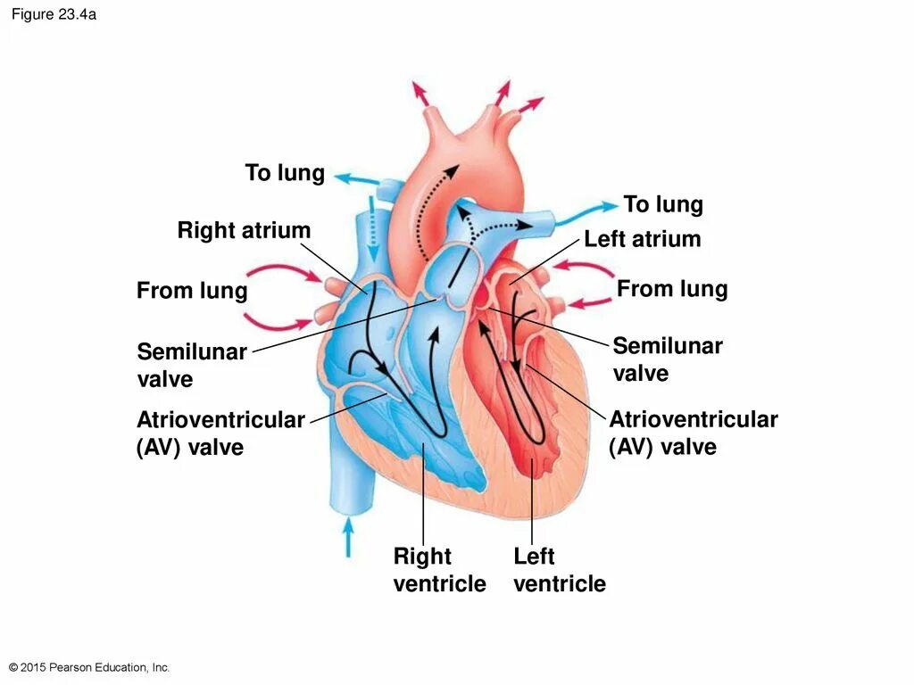 3 в правое предсердие впадает. Атриовентрикулярный канал. Left Atrium right Atrium left ventricle. Атриовентрикулярный клапан. Shunt lung.