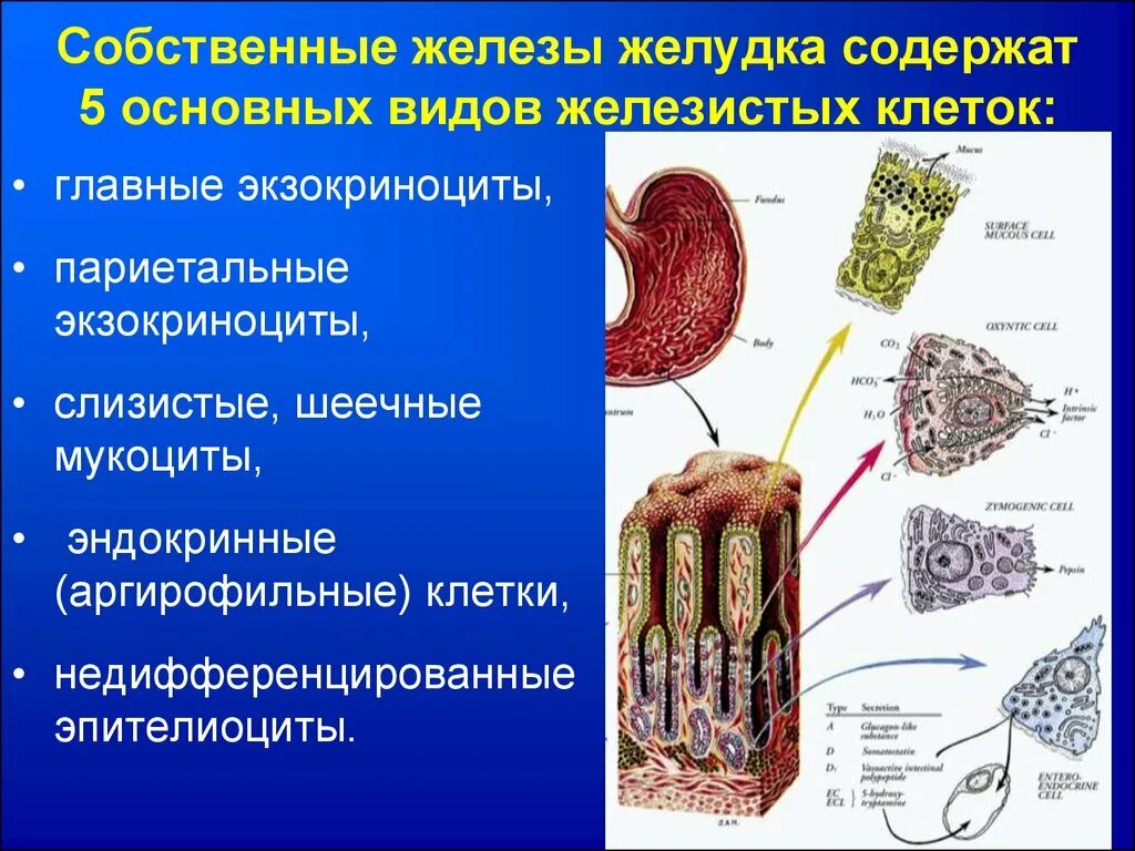 Слизистая оболочка желудка содержит. Экзокриноциты гистология. Фундальные железы желудка клетки. Эндокринные клетки желудка секретируют. Функция шеечных клеток желез желудка.