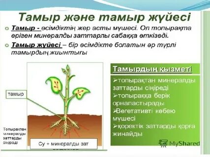 Тамыр