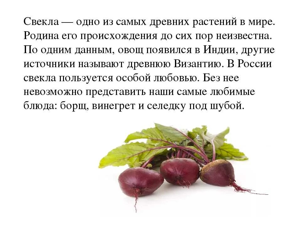 Свекла описание. Свекла описание для детей. Доклад свекла. Свекла польза и вред для мужчин