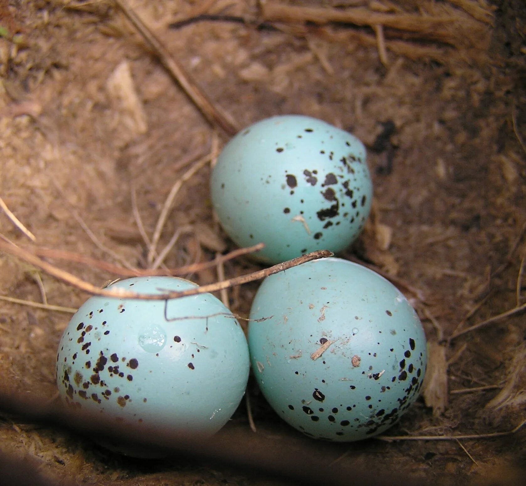 Певчий Дрозд голубые яйца. Яйца певчего дрозда. Перепелки с голубыми яйцами. Голубые яйца в крапинку. Bird яйца
