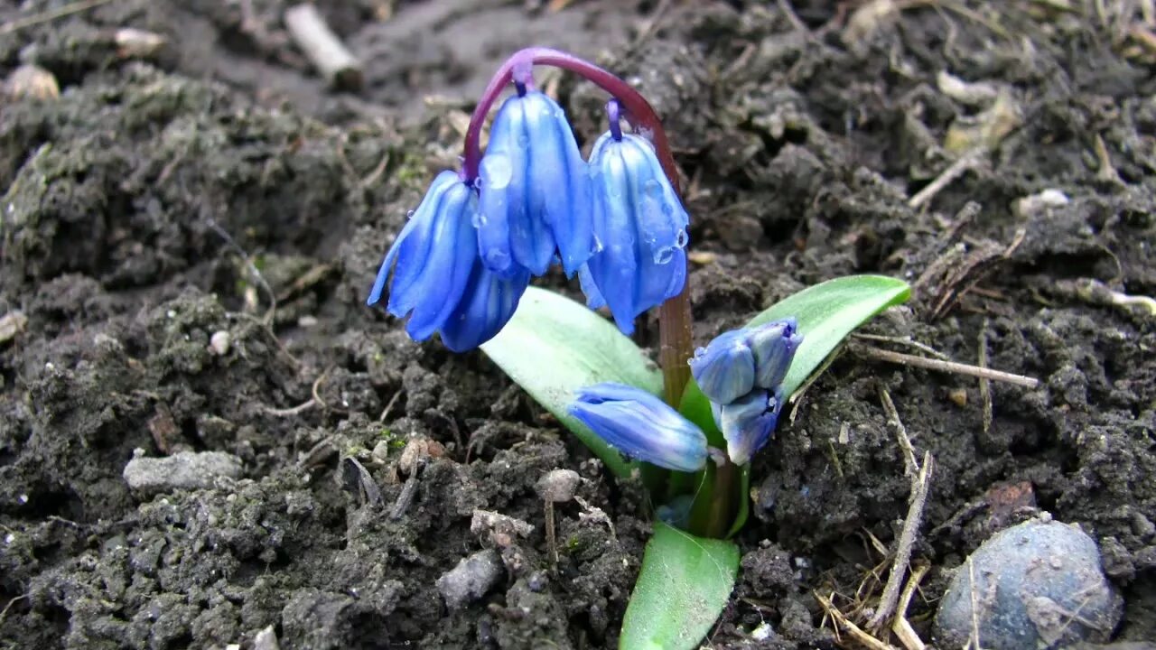 первоцветы пролеска сибирская. пролеска двулистная. пролеска двулистная. синие первоцветы. лесные луковичные первоцветы.