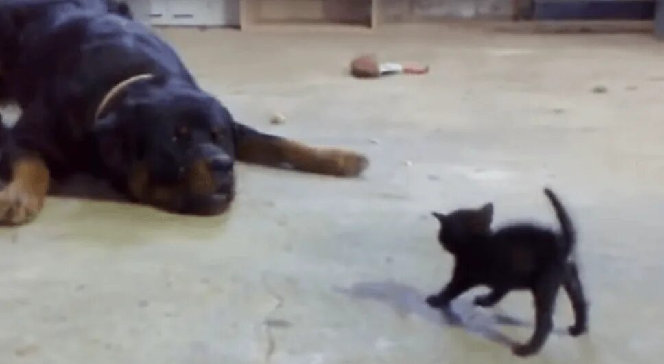 Кот и собака ротвейлер. Котята нападают на щенка. Ротвейлер на цепи.