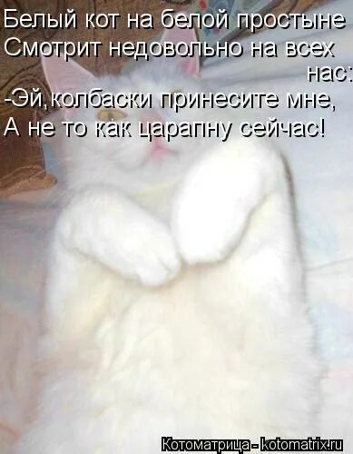 Коты плохо видят