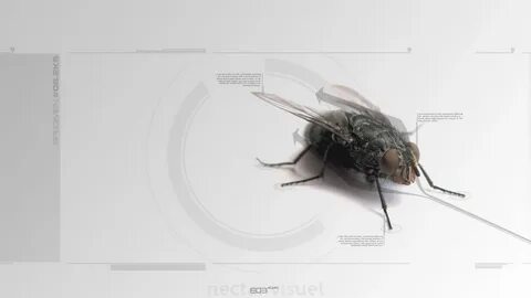 Рабочий стол fly