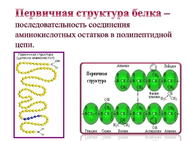 Первичная структура белка. Белок первичная структура вторичная третичная. Первичная структура белка схема. Характеристика первичной структуры белка.