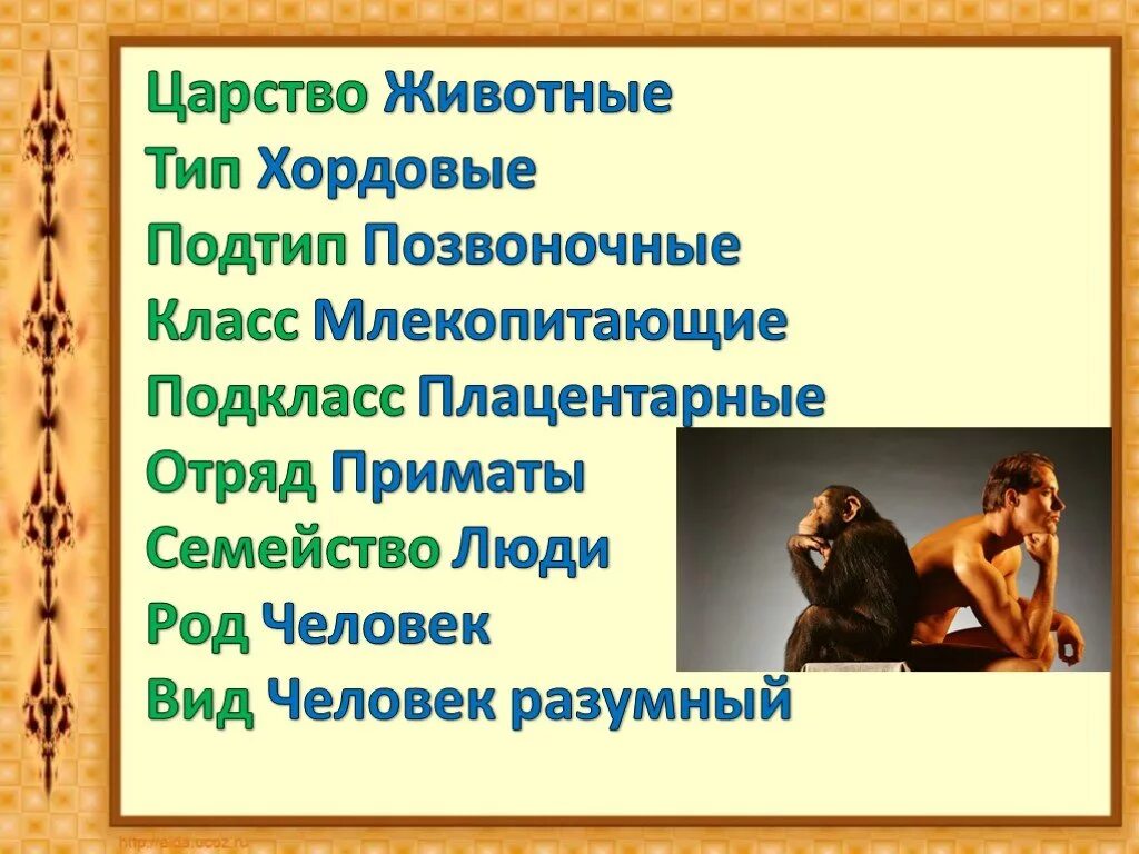 Человек - царство живот. Человек царство животные. Человек относится к царству животных. Человек Тип Хордовые Подтип. Человек как представитель царства животных реализует