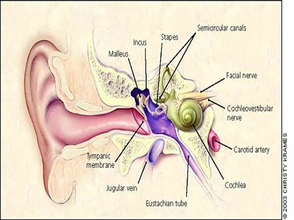 строение уха и носа. строение носоглотки и уха человека схема. строение среднего уха схема. ухо горло нос схема соединений. анатомия.