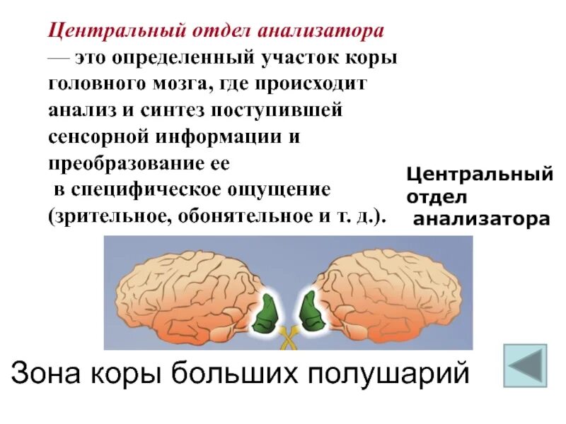 Функции центрального отдела анализатора. Центральный отдел анализатора. зрительный анализатор зона коры больших полушарий. центральные отделы анализаторов у человека.