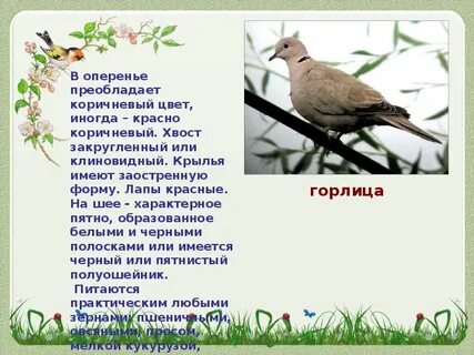 Ростовская область птицы доклад