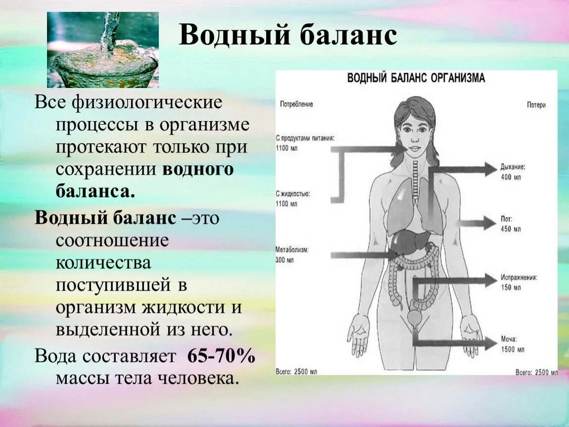 Определение водного баланса алгоритм. Баланс жидкости в организме человека. водный баланс в организме. физиологические процессы в организме. определение водного баланса.