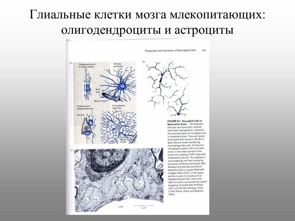 Глиальные клетки. Глиальные клетки астроциты. Функции глиальных клеток. Глиальные клетки головного мозга.