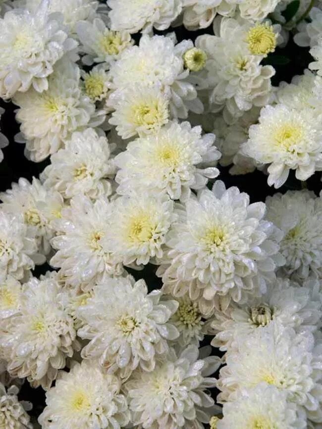 Mums flowers. Хризантема мультифлора Джиджи Сноу. Хризантема мультифлора Gigi Snow. Хризантема Фуджи Сноу. Хризантема мультифлора Gigi.