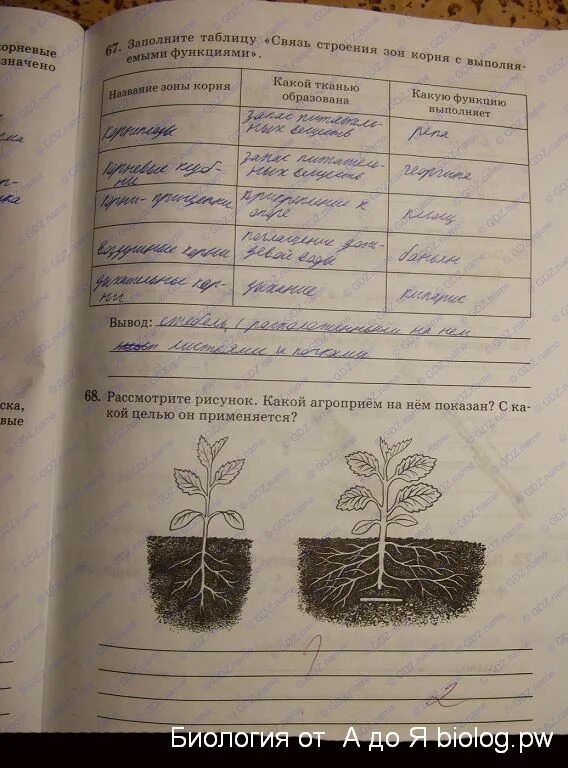 Биология 6 класс страница 17 лабораторная работа. Пасечник 6 класс рабочая тетрадь стр 25. рабочая тетрадь по биологии 6 класс пасечник цветок. тетрадь по биологии 6 класс.