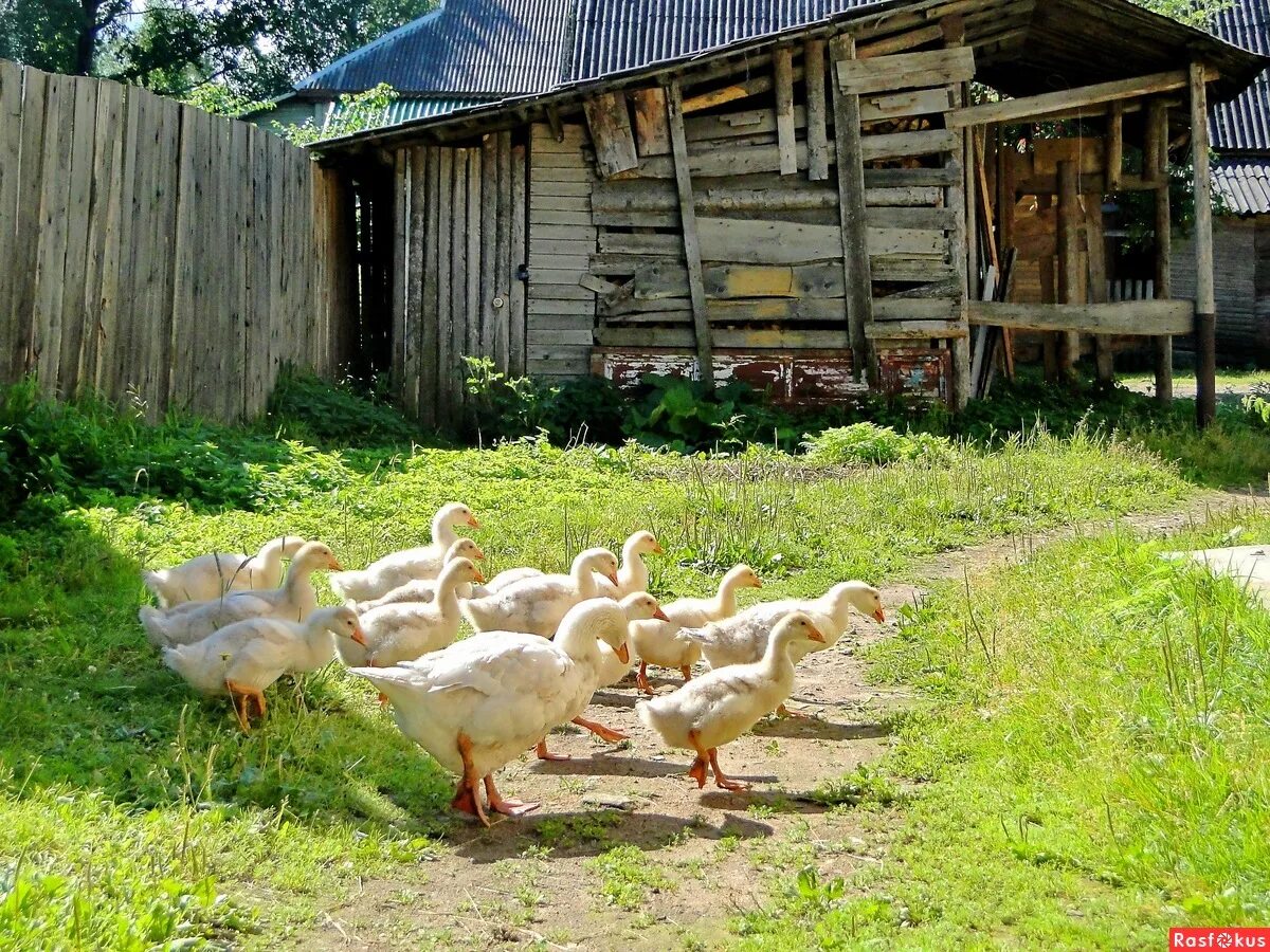 гуси идут по дороги много. гуси переходят важно. гуси переходят важно. гуси переходят важно. гуси переходят дорогу.