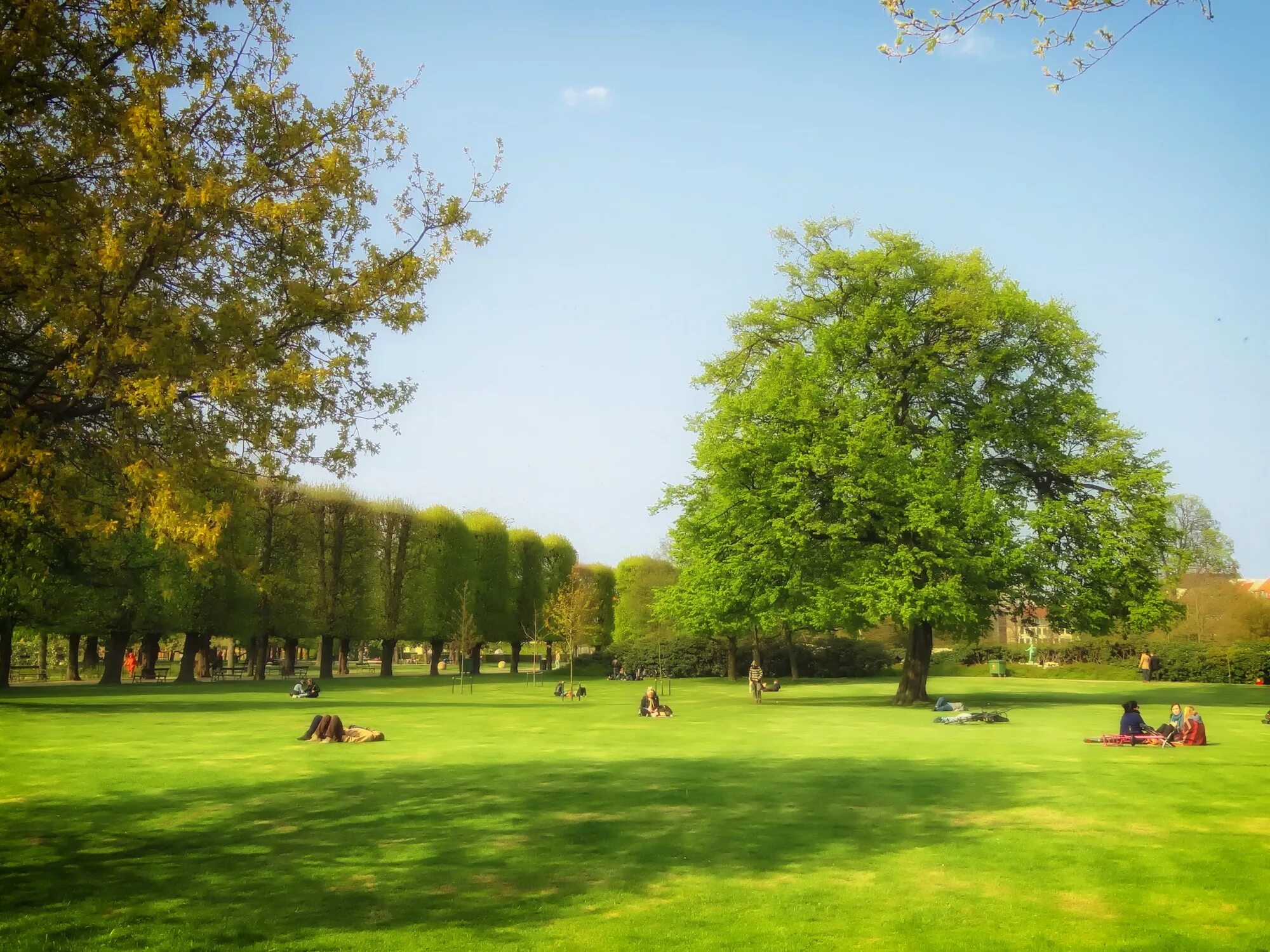 Park in. Парк трав Копенгаген. Лужайка в парке. Лето в парке. Поле в парке.