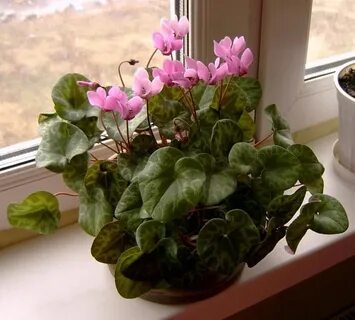 Альпийская фиалка