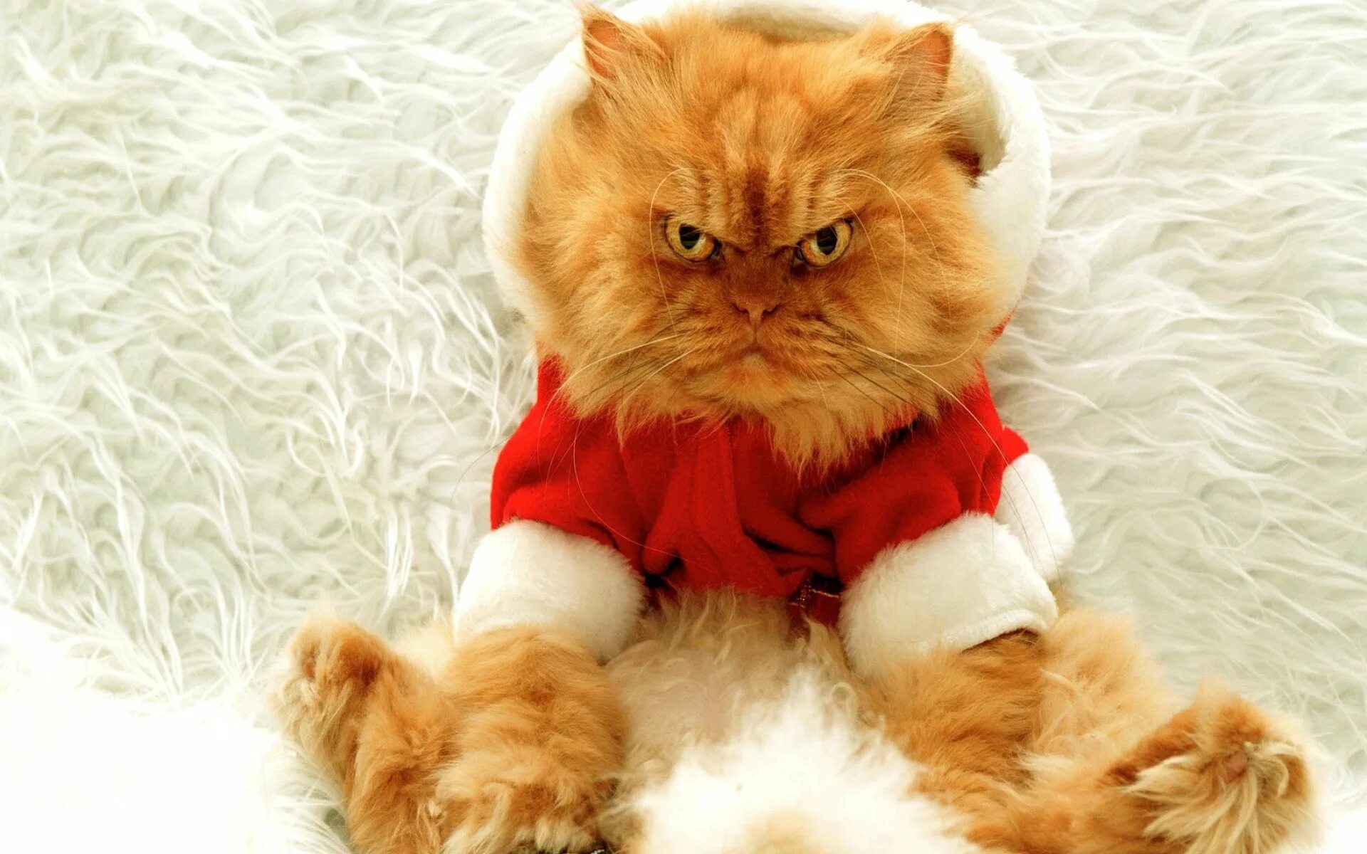 Кошечка последний. Новогодние коты. Новогодние рыжие коты. Новогодние коты на рабочий стол. Злой новогодний кот.