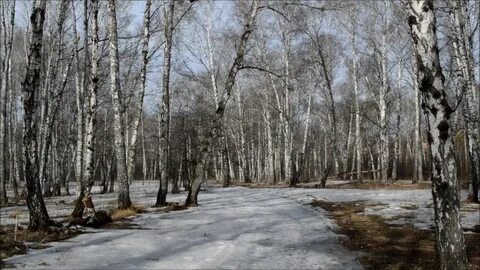 Роща ютуб