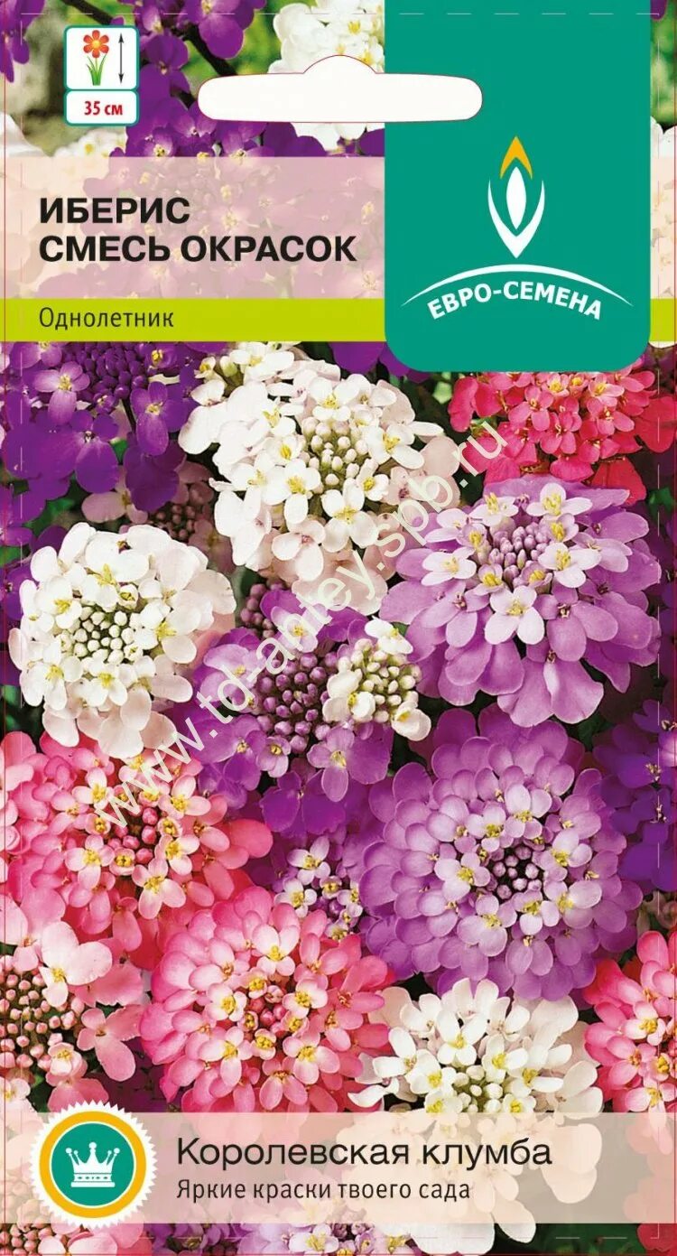 Иберис семена. Цветы иберис зонтичный смесь окрасок. Иберис многолетний. Иберис многолетний семена. Иберис купить семена