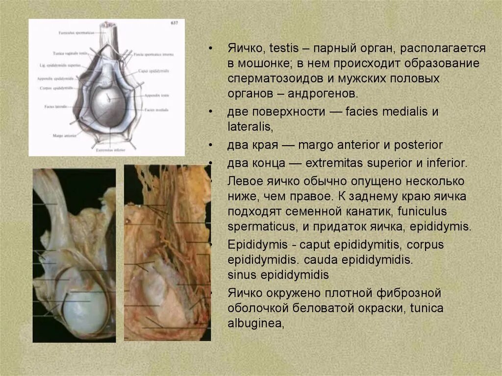 Поверхности яичка. Края и поверхности яичка. Структура яичка. Яичко анатомия. Мужские яички органы