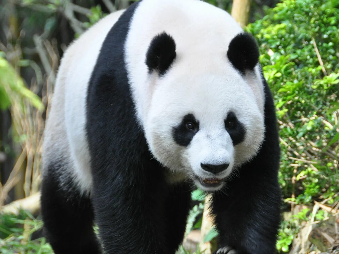 Pandas hour