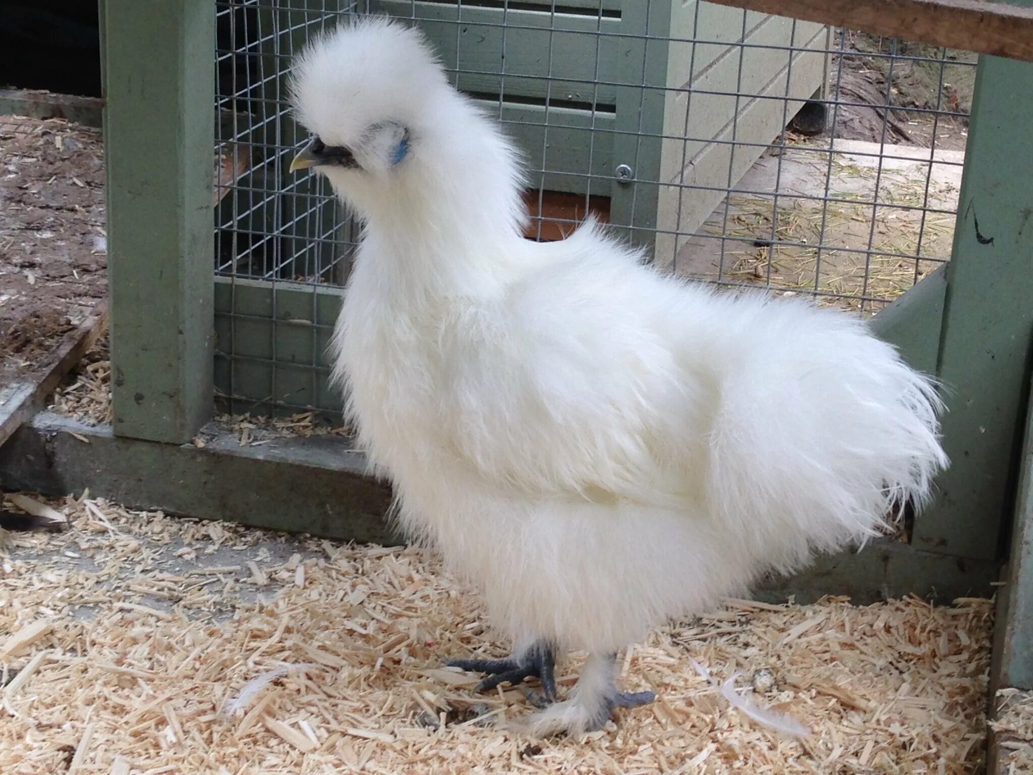 Китайская шелковая (Silkie Bantam). Китайские шёлковые куры несушки. Силки куры. Китайский шелковый силок.