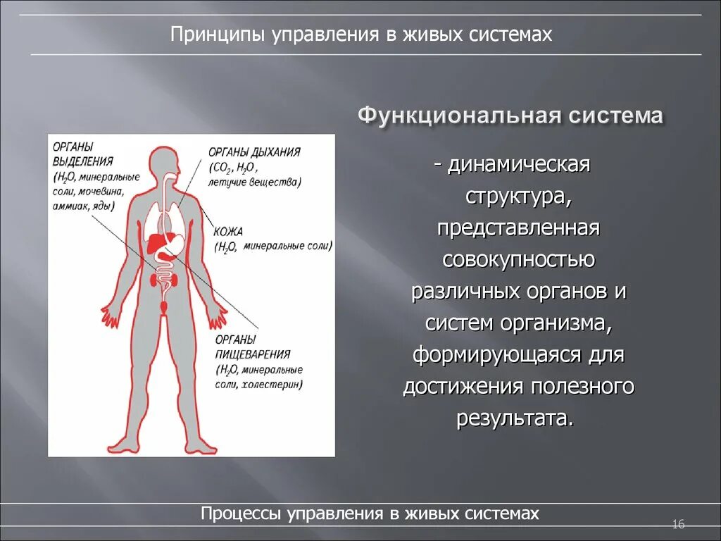 Тело управляет человеком. Управление в живых системах. Механизмы управления в живых системах. Управление в живых организмах. Способы управления в живых системах.