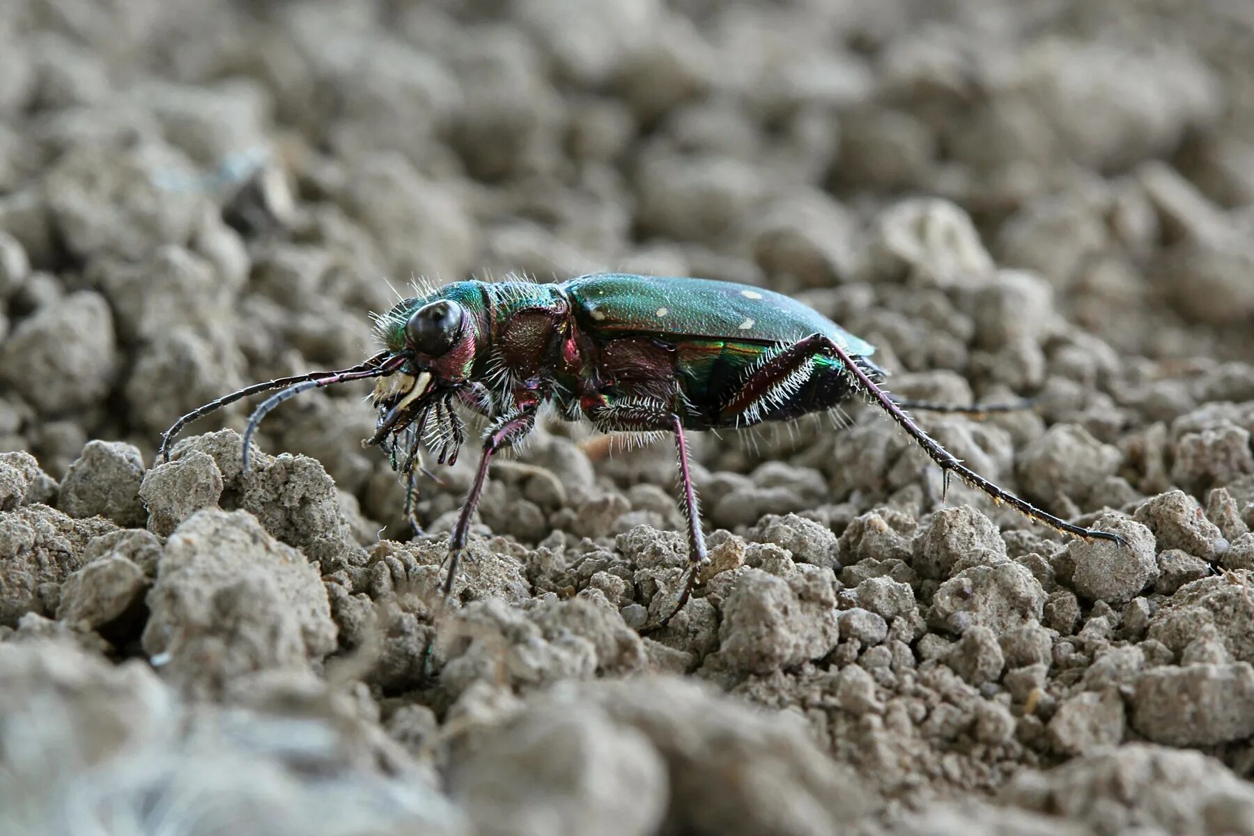 Коне полевой. Жук скакун полевой. Скакун полевой Cicindela Campestris. Тигровый Жук скакун. Жужелица скакун.