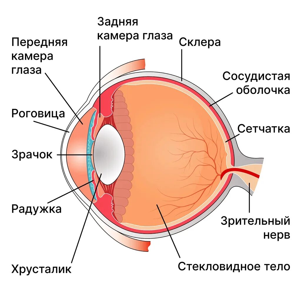 Глаз окружение. Склера сосудистая оболочка сетчатка. Строение глаза человека анатомия. Полное строение глаза человека. Строение глаза сетчатка роговица хрусталик.