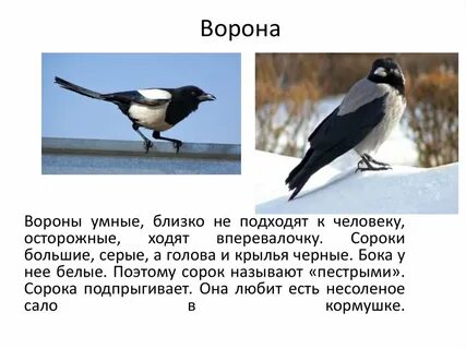 Ворона и сорока