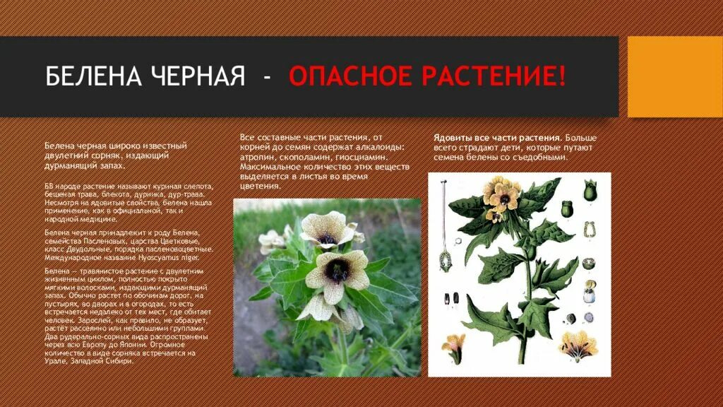 Нежные листья ядовитые корни по порядку. Нежные листья ядовитые корни по порядку