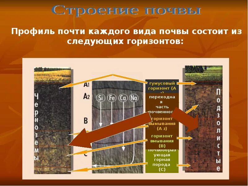 К материнской породе примыкает почвенный. Строение почвы почвенные горизонты. Почвенный профиль Горизонт вымывания. Строение почвы подвесные горезонты. Почвенные горизонты а1 а2 в с.