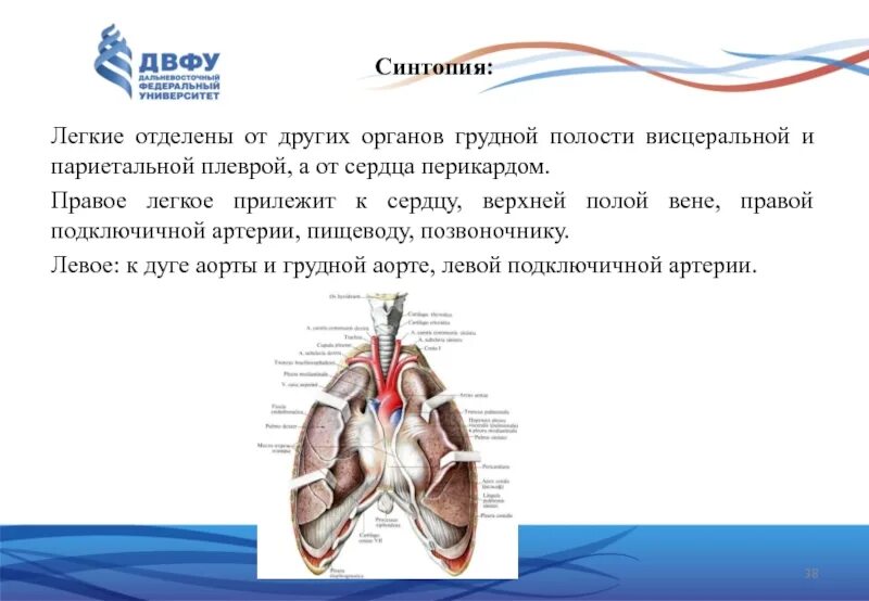 Сердце грудной полости
