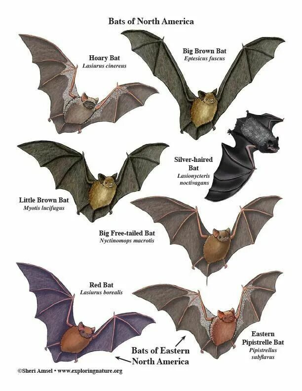 Bat examples