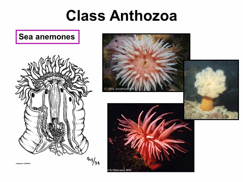 Коралловые полипы (Anthozoa). Строение актинии. Личинка актинии. Размножение актинии.