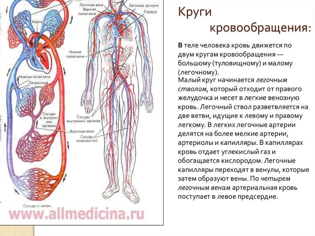 Анатомия сердца человека и круги кровообращения. Круги кровообращения сердца схема. Строение сердца большой круг кровообращения. Сердце человека анатомия схема и круги кровообращения. Система кровообращения человека состоит