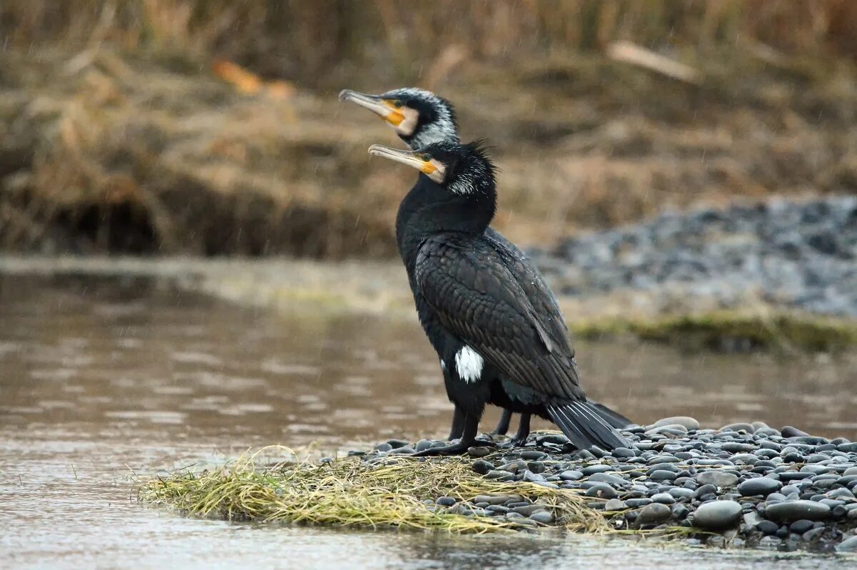 Phalacrocorax Carbo. Большой Баклан птица. Черный Баклан. Морской ворон Баклан.